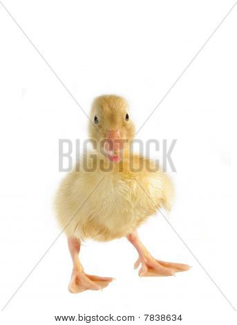 Mládě od Duck