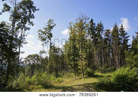 Forest Edge