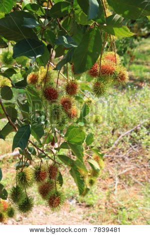 Árvore de rambutan