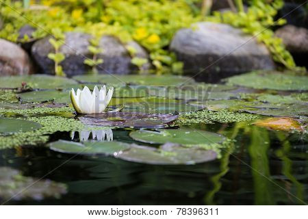 Water Lilly