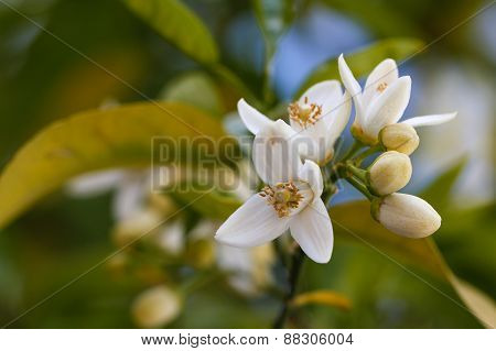 Orange blossoms grace a valencia tree in early spring.