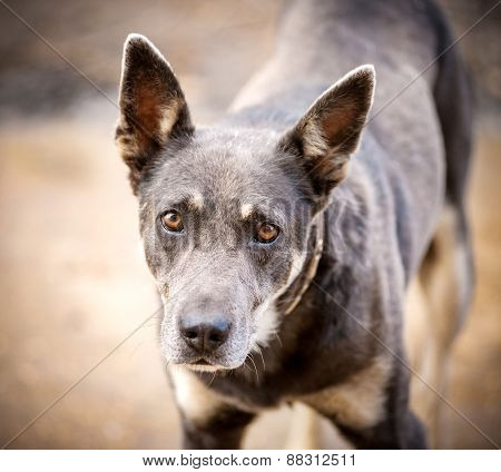 Smart Big-eyed Dog Look At Camera