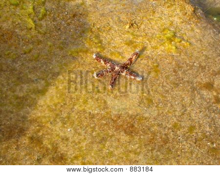 Starfish pihenő
