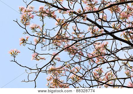 Tebebuia Flower (pink Trumpet) Blooming, Tabebuia Rosea