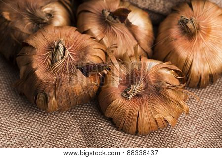 Gladiola Bulbs Ready To Plant In The Spring Garden