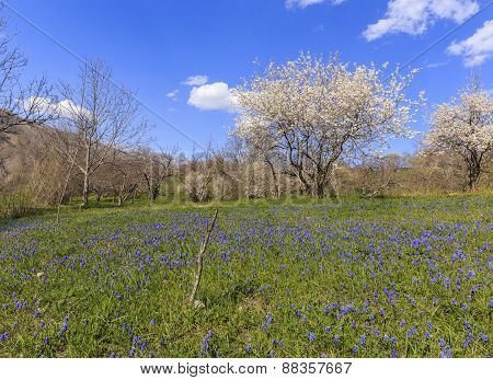 Spring In The Mountains Near The Village Of Lahij Azerbaijan