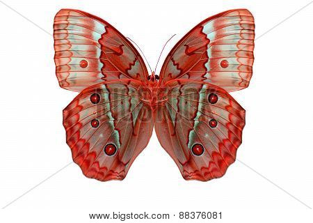 Cambodian Junglequeen Butterfly (stichophthalma Howqua)