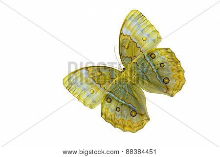 Cambodian Junglequeen Butterfly (stichophthalma Howqua)