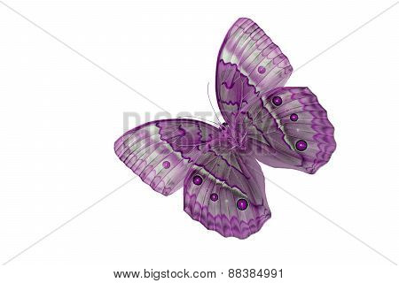 Cambodian Junglequeen Butterfly (stichophthalma Howqua)
