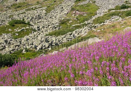 Mountian