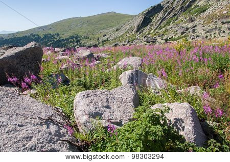Mountian