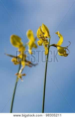 Gorse Flower