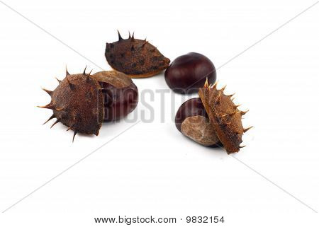 Chestnuts กับเชลล์บนพื้นหลังสีขาว