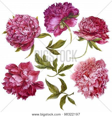 Set of watercolor dark pink peonies, separate flower leaf sprigs