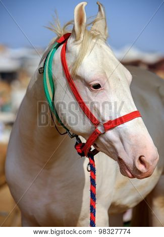 White Horse At Pushkar Fair In Rajasthan, India