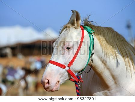 White Horse At Pushkar Fair In Rajasthan, India