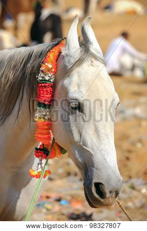 White Horse At Pushkar Fair In Rajasthan, India