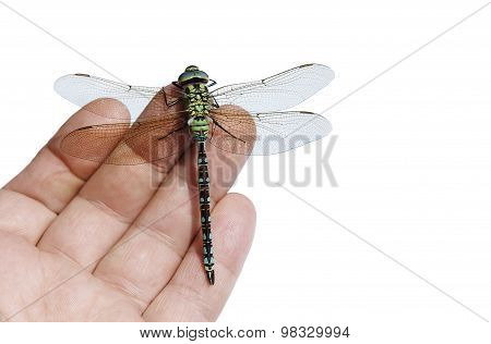 Dragonfly