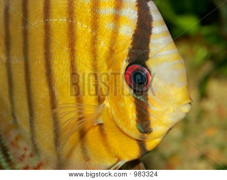Discus Balık