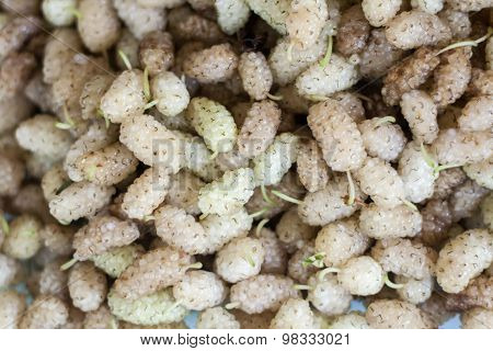 Morus mulberry fruits