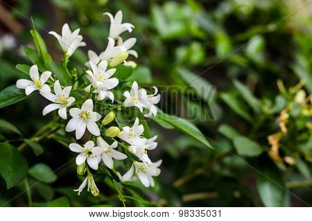 White Flowers