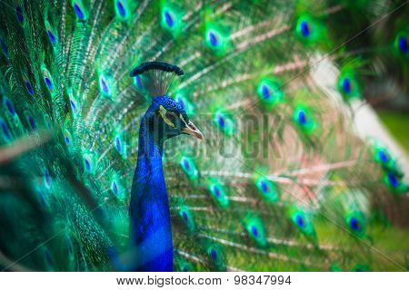 Portrait of beautiful peacock