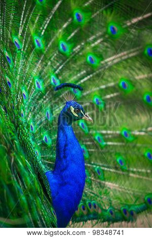 Portrait of beautiful peacock