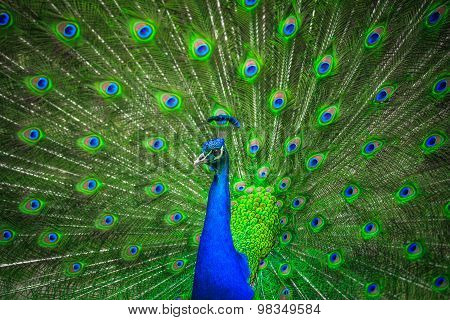 Portrait of beautiful peacock