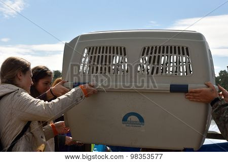 VALAAM ISLAND, RUSSIA - JULY 29, 2015: People carrying the cage with Ladoga ringed seal from the ship. Animals were cured and released into the lake Ladoga