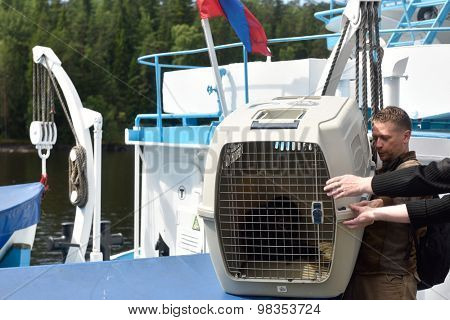 VALAAM ISLAND, RUSSIA - JULY 29, 2015: Vyacheslav Alekseev and others carrying the cage with Ladoga ringed seal from the ship. Animals were cured and released into the Ladoga lake
