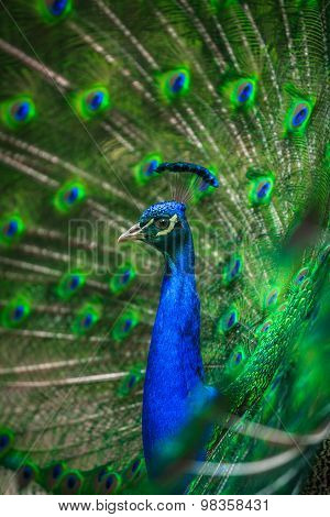 Portrait of beautiful peacock