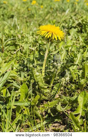 Taraxacum Officinale (common Dandelion, Dandelion)