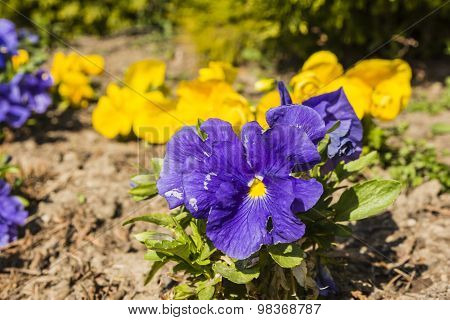 Pansy (viola wittrockiana Gams, Garden Pansy, Viola Tricolor Var. Hortensis)