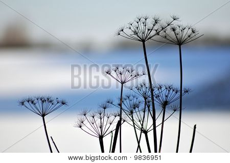 Blumen in blau