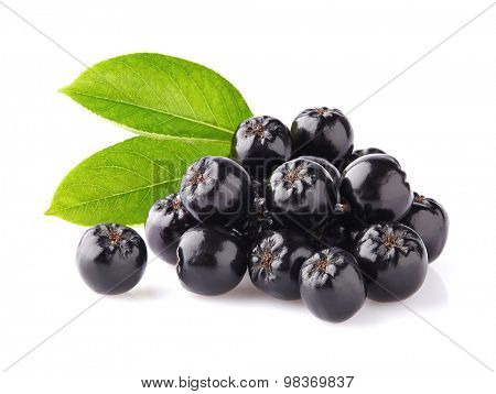 Chokeberry with leaves
