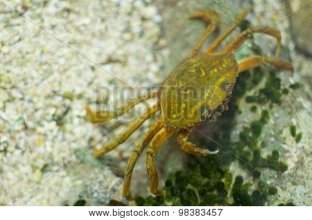 Carcinus Maenas Crab