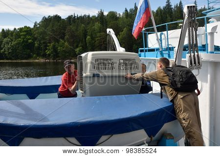 VALAAM ISLAND, RUSSIA - JULY 29, 2015: Vyacheslav Alekseev (right) and others carrying the cage with Ladoga ringed seal from the ship. Animals were cured and released into the Ladoga lake