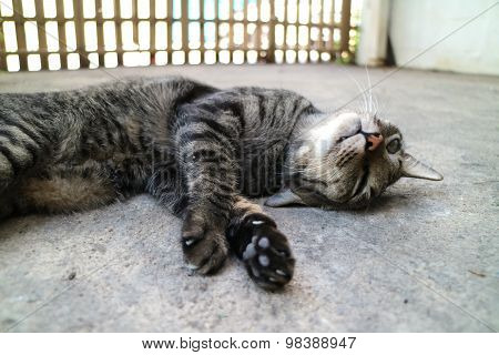 Cat Sleep