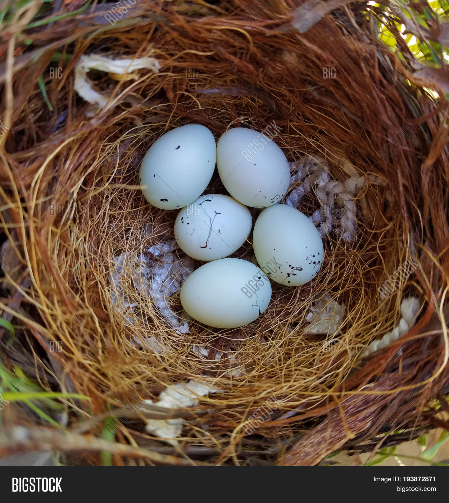 Five House Finch Eggs Image & Photo (Free Trial) | Bigstock