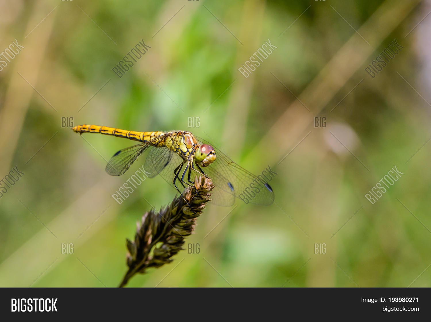 Large Yellow Dragonfly Image & Photo (Free Trial) | Bigstock