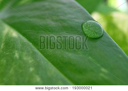 Water droplets on the vibrant green leaf with selective focus