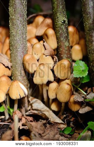 Coprinus Micaceus Mushroom (coprinus Atramentarius), Close Up