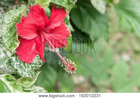 Hibiscus red flowers Chaba Queen of Tropical Flowers Often grown ornamental And herbs