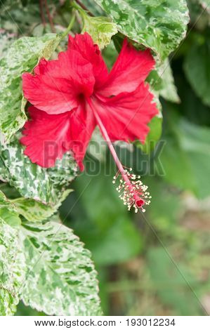 Hibiscus red flowers Chaba Queen of Tropical Flowers Often grown ornamental And herbs