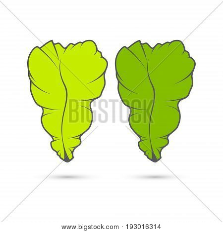 Vector stylized image of two leaves of lettuce for salads toasts and sandwiches.