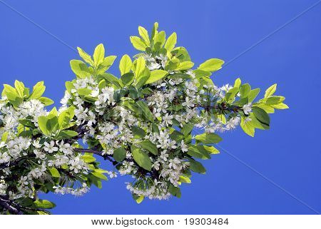 .Springs Flovers.