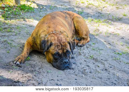 Wrestling Old Dog Rests On The Shore Of The Lake.