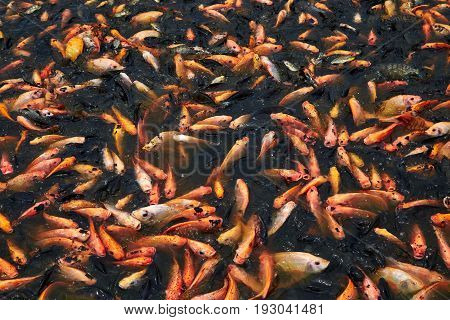 A lot of red nile tilapia fish in the pond Top view.