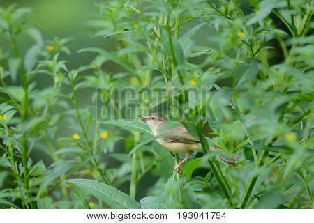Plain Prinia ,bird Perching On Branch