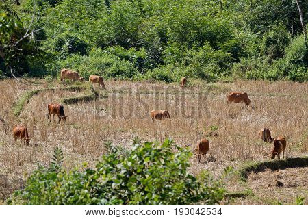 Namdinh, Vietnam . Farmwork with Cows in field